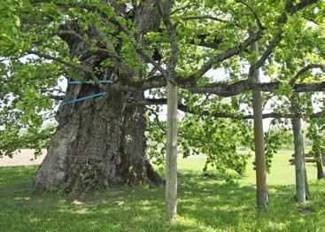 STUMBRA NOSTIPRINĀŠANA Ļoti vecu koku ar dobu vidu mūžu var pagarināt, nostiprinot tā stumbru un zarus. Attēlā Kaives ozols.