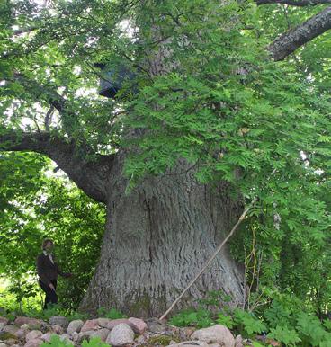 10 m <10 m Svarīgi! Atbrīvosim dižo tā, lai starp koku vainagiem paliktu 10 m brīva josla, ja vien šai zonā neaug kāds cits vērtīgs koks. Svarīgi! Senus iegriezumus glabāsim kā vēstures lieciniekus, taču jaunus negriezīsim!