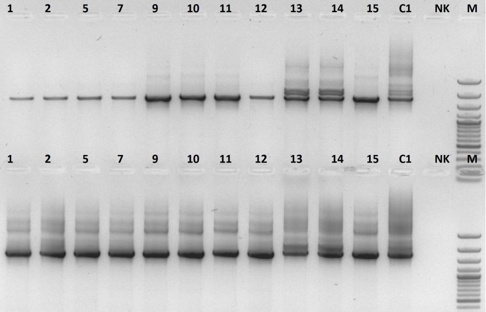 . a b c 17. attēls. Sēņu tīrkultūru DNS amplifikācijas ar praimeru pāriem (a) ITSF- GC_F un ITS4_R, (b) NS1_F un EF3_R, (c) NS1_F un FR1-GC_R.