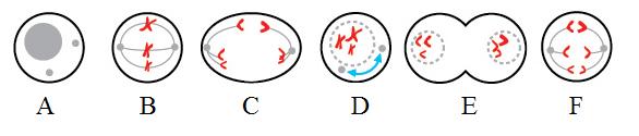 2. uzdevums (10 p) Mitoze ir šūnu dalīšanās veids, kas nodrošina identisku šūnu replicēšanos. Vienas mitotiskās dalīšanās rezultātā rodas divas mātšūnai ģenētiski identiskas meitšūnas. 2.1. Sarindo šos attēlus dzīvnieku šūnas mitozes norisei atbilstošā secībā!