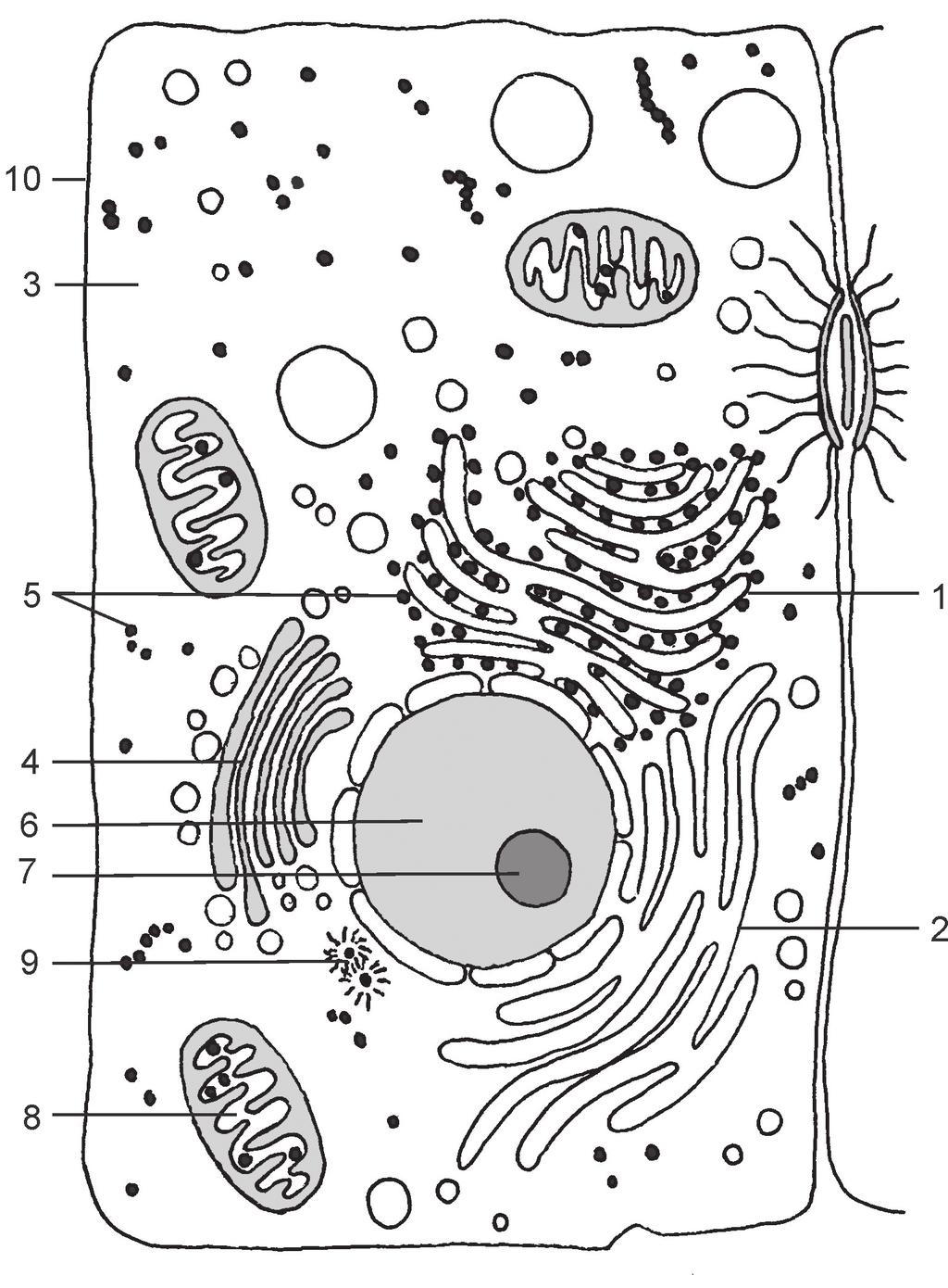 ŠŪNA 1. variants 1. uzdevums (5 punkti) Novērtē apgalvojumu patiesumu, apvelkot pareizās atbildes! a) Augu šūnās ir vakuolas ar šūnsulu. Jā Nē b) Ribosomas atrodas tikai dzīvnieku šūnās. Jā Nē 3.
