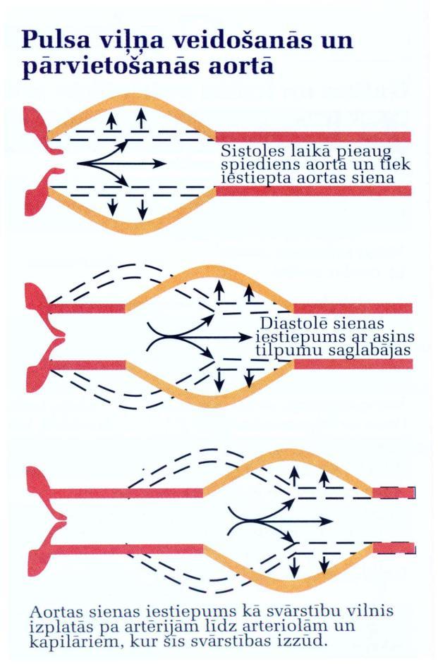 Att.4. Pulsa 11. viļņa att. veidošanās un pārvietošanās aortā [1]. Aortas spiediena viļņa (pulsa viļņa) grafiskajam attēlam ir raksturīga stāva priekšējā fronte un izteikts otrais maksimums (t.s. dikrotiskais zobs), kas saistīts ar asinsvada sieniņas elastību tā rada pretestību, kas izraisa īslaicīgu plūsmu pretējā virzienā.