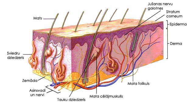 Att.2. Ādas uzbūve [1]. Ādas epiderma sastāv no plakanā daudzkārtu epitēlija. Tā dziļajos slāņos ir t.s. augšanas slānis, kurā ir šūnas, kuras daloties izveido sulīgu jaunu šūnu slāni no cilindriskām, lielkodolainām šūnām.