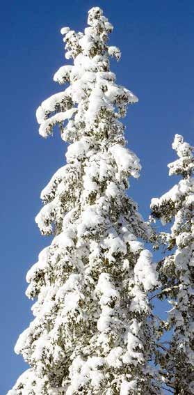 Gluži kā mirdzošs brīnums Latvijā ienācis gaišais Ziemassvētku laiks. Kā balts un pūkains pirmais sniegs tas padara īsās ziemas dienas gaišas, skaistas un cerīgas.