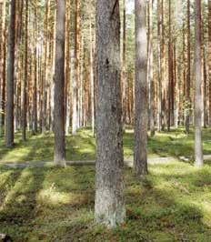 izpratni un interesi par dabu. Gada koks parastā priede Šogad februāra beigās AS Latvijas valsts meži telpās notika konference Medības 2017.