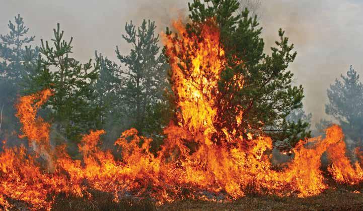 JAUNUMI Ugunsnedrošajā laikposmā, uzturoties mežos un purvos, aizliegts: nomest degošus vai gruzdošus sērkociņus, izsmēķus vai citus priekšmetus; kurināt ugunskurus (izņemot īpaši ierīkotas vietas,