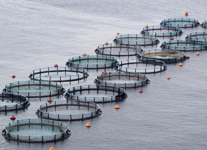 Kas īsti ir akvakultūra? Crassostrea gigas 04 PAMATINFOR- MĀCIJA Vai taisnība, ka akvakultūra var kaitēt videi?