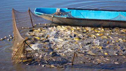Tāpat kā pārējiem pārtikas ražotājiem, arī zivaudzētājiem ir jāievēro vides un veselības aizsardzības standarti.
