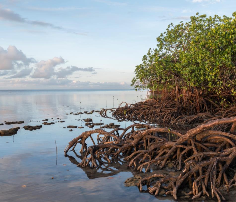 Mangrovju purvi Izplatīti tropiskās un subtropiskās piekrastēs