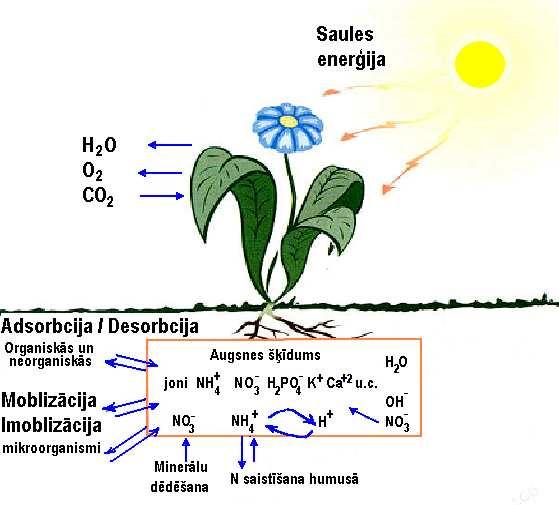 , 1999) Mēslošanas līdzekĝi būdami bioėīmiski aktīvi savienojumi, būtiski izmaina dabiskos vielu bioăeoėīmiskos ciklus, kuri izveidojušies dabīgajās biocenozēs (kur tie ir vairāk vai mazāk noslēgti,
