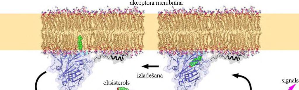 Lipokalīni - olbaltumi SBP (oxi-sterol binding protein) oksi-sterola transporta olbaltumi veic holesterola metabolisku transportu starp membrānu virsmām uzņemot un izlādējot membrānā.