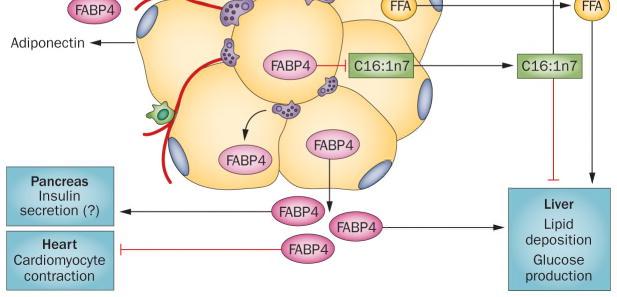 FABP4 darbojas kā hormons un regulē aknu glikozes produkciju.