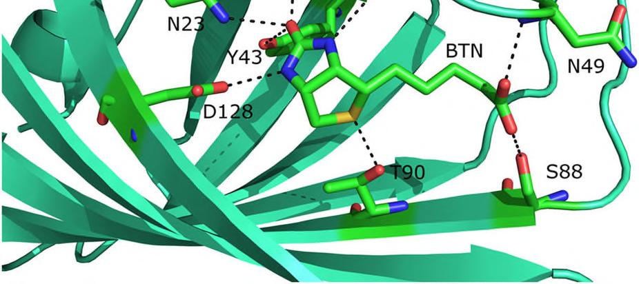 PDB 1MK5(14-134,37-163) Biotīna saistīšanas afinitātes mērījumi