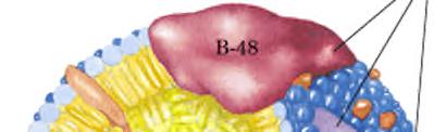Lipoproteinu pūslīšu transports asinīs hilomikroni 7. lapas puse: http://aris.gusc.lv/06daugavpils/research/lipdbilayermemblat.