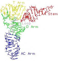 Ribosoma ukleīnskābes RS saistošas olbaltumvielas ukleoproteīni http://aris.gusc.