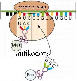 Transporta trs aminoskābes T Arm; T Signāla mrs molekula ar trīs 5-Metiluridīns bāzu ģenētiskiem kodiem Ψ pseido uridīns 1.