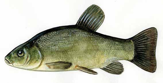 To garums sasniedz līdz 90 cm, svars reti pārsniedz 20 kg. Dabiskā vidē Latvijā vairojas retos gadījumos. Visbiežāk audzētā zivju suga Latvijā.