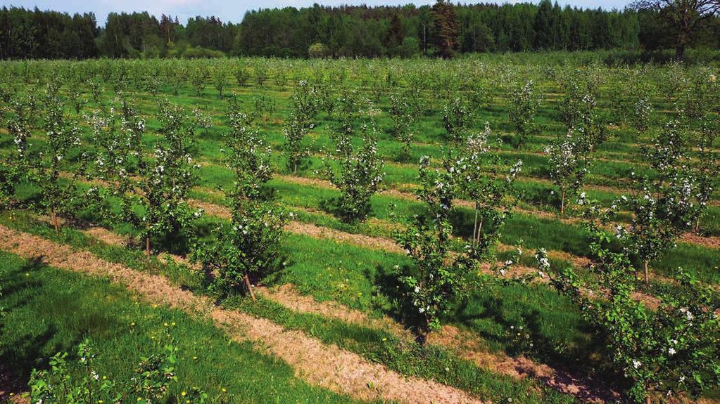 Daļa audzēto ābolu ceļo uz Latvijas skolām, savukārt no āboliem saimniecībā spiestās sulas atrod savu klientu dažādās Latvijas vietās.