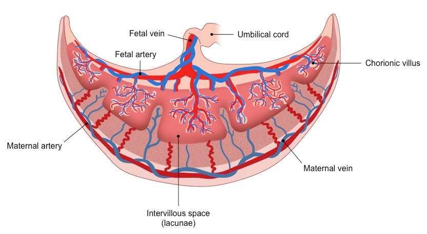 Subinvolutio uteri Lochiometra Retentio
