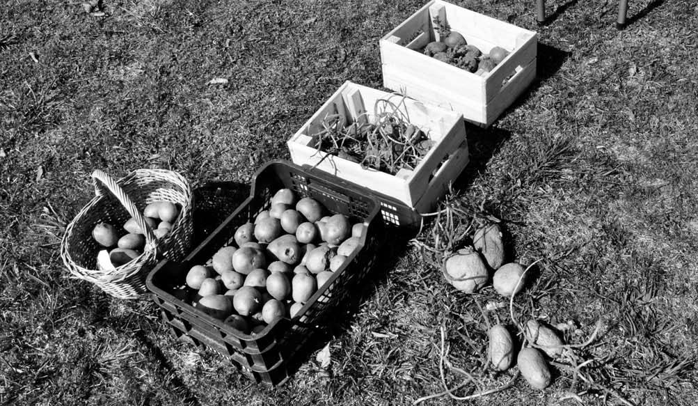 vai tikai mazdārziņa dobītē. Tomēr, lai kāds būtu šīs nodarbes mērķis, ir zināšanas un principi, ko vērts atcerēties ikvienam, kas kartupeļus liek zemē un aprušina līdz ražai.