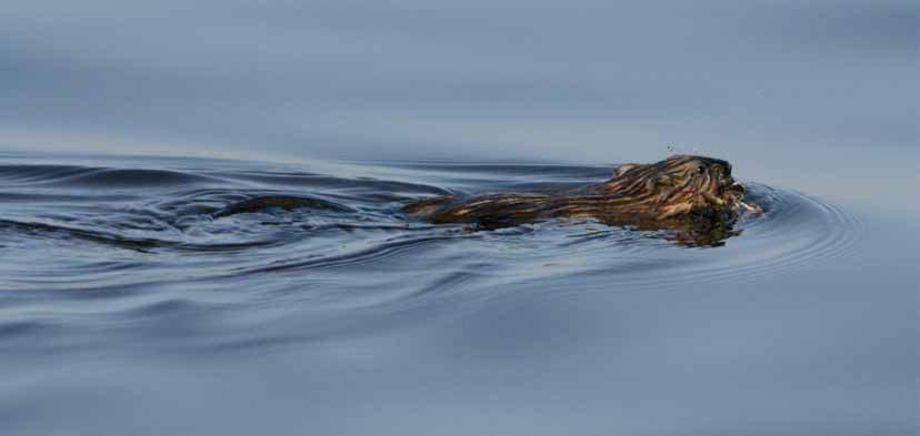 Daugavā peldoša ondatra Ondatra zibethica. Pateicoties Daugavas seklajiem līčiem, šeit regulāri ligzdo cekuldūkuri Podiceps cristatus un lauči Fulica atra.