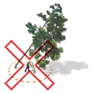 Aizliegta jebkāda darbība zem bīstama koka, kas iekāries citā