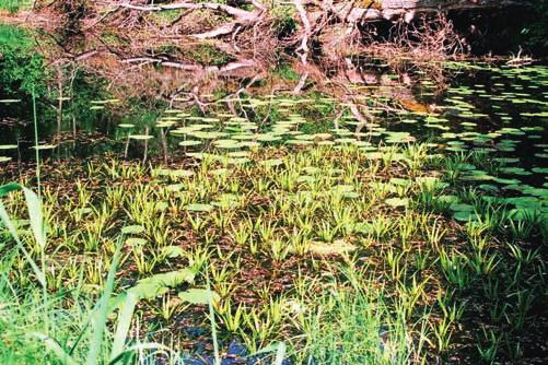 Arī seklie aizaugošie dzidrūdens un brūnūdens ezeri ar slīkšņainiem krastiem uzskatāmi par biotopu 3150 Eitrofi ezeri ar iegrimušo ūdensaugu un peldaugu augāju. (Foto: U.