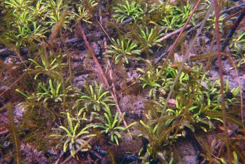 3130 3.2. att. Krastmalas palu-seklūdens joslai raksturīgas augu sabiedrības ar Dortmaņa lobēliju Lobelia dortmanna. (Foto: V. Baroniņa) 3.3. att. Augu sabiedrība ar Dortmaņa lobēliju Lobelia dortmanna un pamīšziedu daudzlapi Myriophyllum alterniflorum (Foto: E.