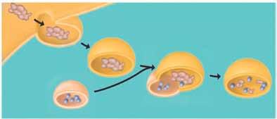QUESTÃO 06 A figura representa a fagocitose que ocorre em alguns protozoários e em alguns leucócitos humanos, como os neutrófilos. A organela X, que atua após esse processo, é rica em enzimas.