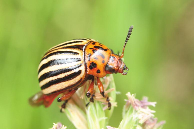 KARTUPEĻU LAPGRAUZIS Leptinotarsa decemlineata Колорадский жук Colorado potato beetle Vaboles ir līdz 12 mm garas, tām ir dzelteni spārni ar 10 melnām svītrām, kas atspoguļojas arī šī kukaiņa