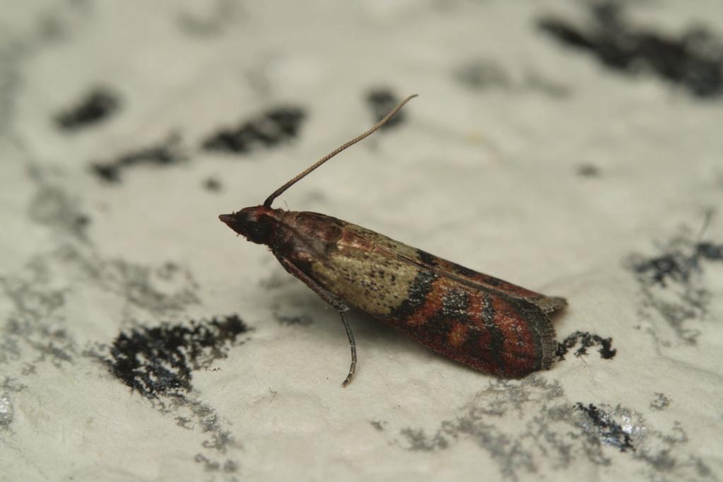PĀRTIKAS SVILNIS Plodia interpunctella Огнёвка амбарная Indian meal moth Nelieli tauriņi ar spārnu pletumu 11-16 mm. Lielākā daļa priekšspārna ir sarkanbrūna ar vara spīdumu, pakaļspārni pelēki.