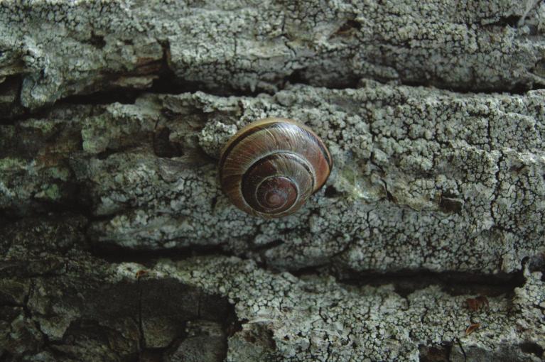 BIRZTALU VĪNGLIEMEZIS Cepaea nemoralis Цепея лесная, улитка полосатая лесная Brown-lipped snail, banded wood snail Vidēja lieluma gliemezis, čaulas augstums līdz 28 mm, platums līdz 32 mm.