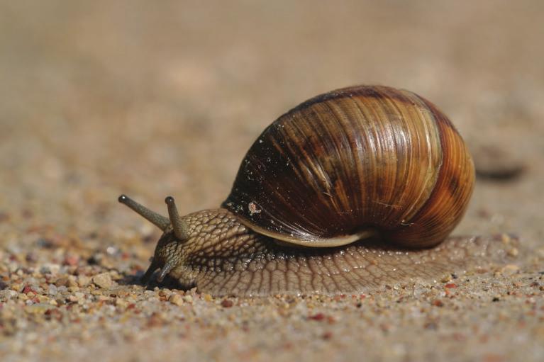 PARKU VĪNGLIEMEZIS Helix pomatia Улитка (большая) виноградная Roman snail, Burgundy snail, edible snail, escargot Lielākais no Latvijā sastopamajiem čaulgliemežiem.