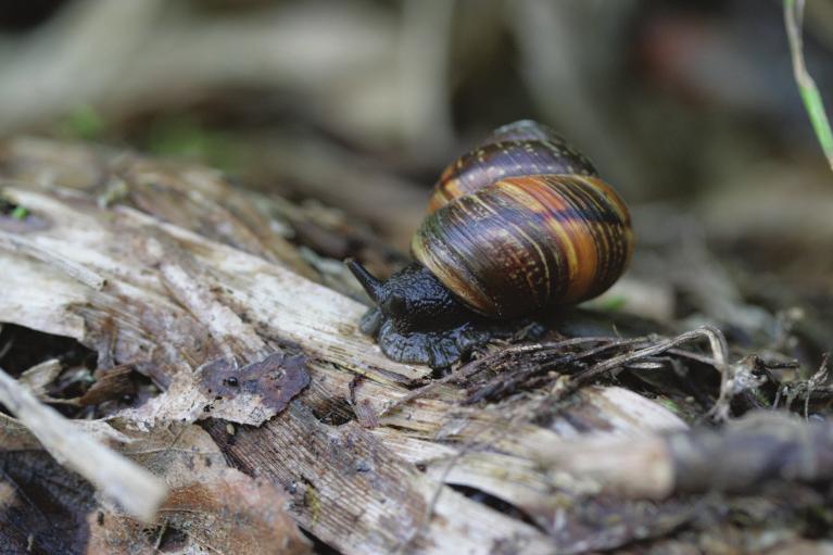 RAIBAIS VĪNGLIEMEZIS Arianta arbustorum Древесная улитка, Арианта древесная Copse snail Vidēja izmēra gliemezis, kura čaulas augstums ir līdz 22 mm, platums līdz 28 mm.
