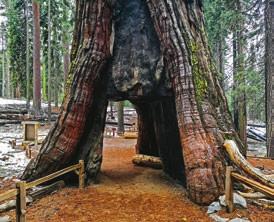 Stefan Czerniecki (4) W sierpniu 1855 r. 41-letni Galen Clark, kanadyjski poszukiwacz złota, po raz pierwszy zobaczył kalifornijski Gaj Wielkich Drzew zwany dziś Mariposa Grove.