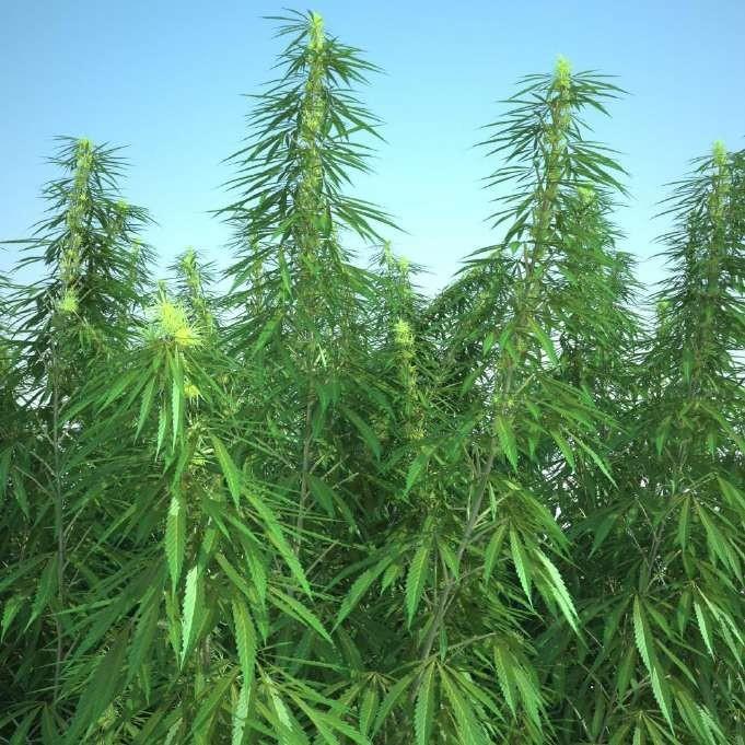 Nātru rinda Urticales Kaņepju dzimta Cannabiaceae Sējas kaņepe Cannabis sativa