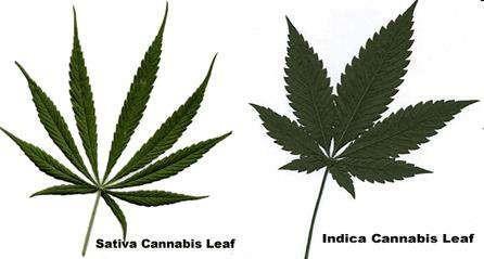 Indijas kaņepe Cannabis indica Nātru rinda Urticales Kaņepju dzimta Cannabiaceae Narkotikas saturošs augs, ko Latvijā