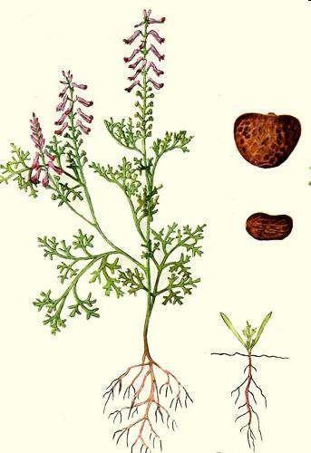 Magoņu rinda Papaverales Matuzāļu dzimta Fumariaceae Ārstniecības matuzāle Fumaria