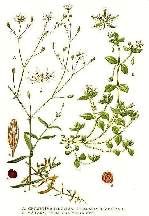 Parastā virza Stellaria media Neļķu rinda Caryophyllales Neļķu dzimta Caryophyllaceae Raksturīgs līdz 40 cm