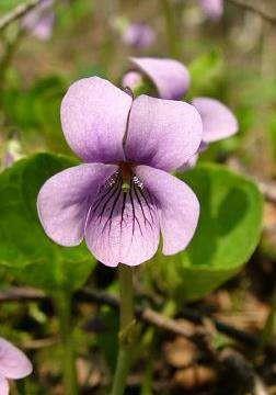 Vijolīšu rinda Violales Vijolīšu dzimta Violaceae 16 ģintis/850 sugas; Dzimta sastopama visos