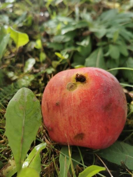 5.3. Ābolu analīze RIMpro saimniecībās, kurās ābolu tinēja populācijas ierobežošanu veica balstoties uz RIMpro-Cydia prognozi Bojāto ābolu uzskaišu metodika Ābolu analīzi ābolu tinēja novērtēšanai