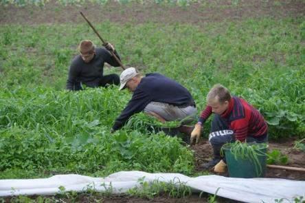 Darbs lauksaimniecībā SIA Mežvidi, Tabores pagastā Daugavpils novada pašvaldība skolēnu nodarbinātības projektu uzsāka īstenot 2013.gadā.