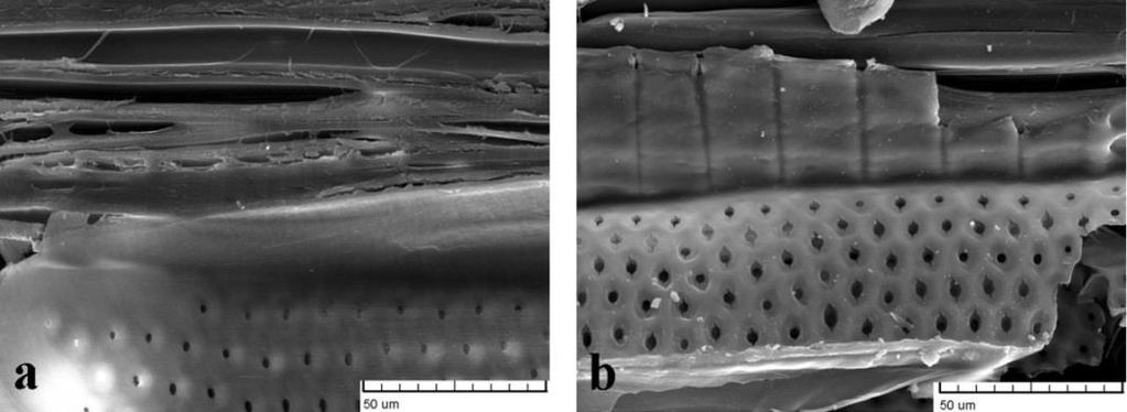 apertures elongate in an oval shape and small cracks have formed. The fibers start to separate, and wood becomes less compact. This is the evidence of the degradation carried out by UV radiation. Fig.