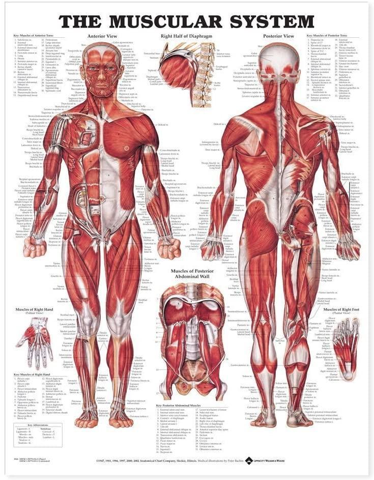 MUSKUĻI Muskuļu sistēma: Galvas muskuļi Kakla muskuļi Rumpja muskuļi: Krūškurvja Muguras Vēdera