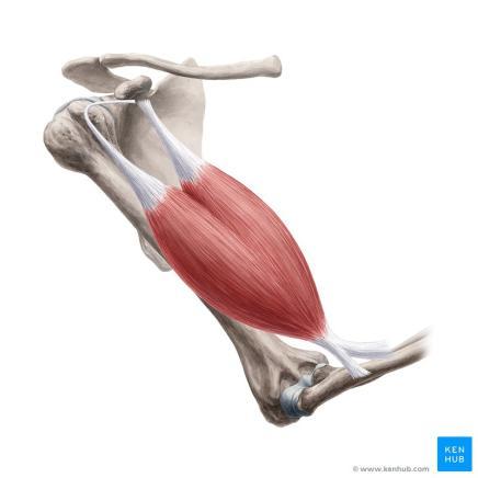 com/muscular-system- Anatomical-Chart-Laminated/dp/B004MAJHLW Muskuļiem ir sākuma un beigu vieta, ar