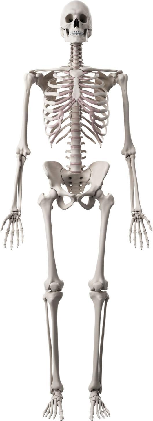 CILVĒKA SKELETS Cilvēka skeletu veido: Galvaskauss Mugurkauls Krūškurvja skelets Augšējās ekstremitātes (rokas) kauli Apakšējās ekstremitātes