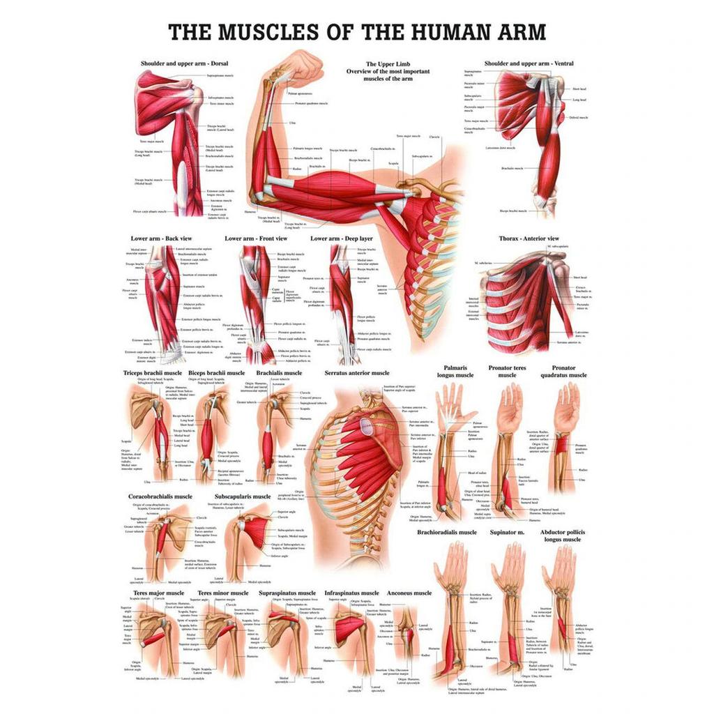Muskuļi, kas nodrošina rokas kustības Muskuļi, kas nodrošina rokas kustības ir: Krūškurvja virspusējie muskuļi Muguras virspusējie muskuļi
