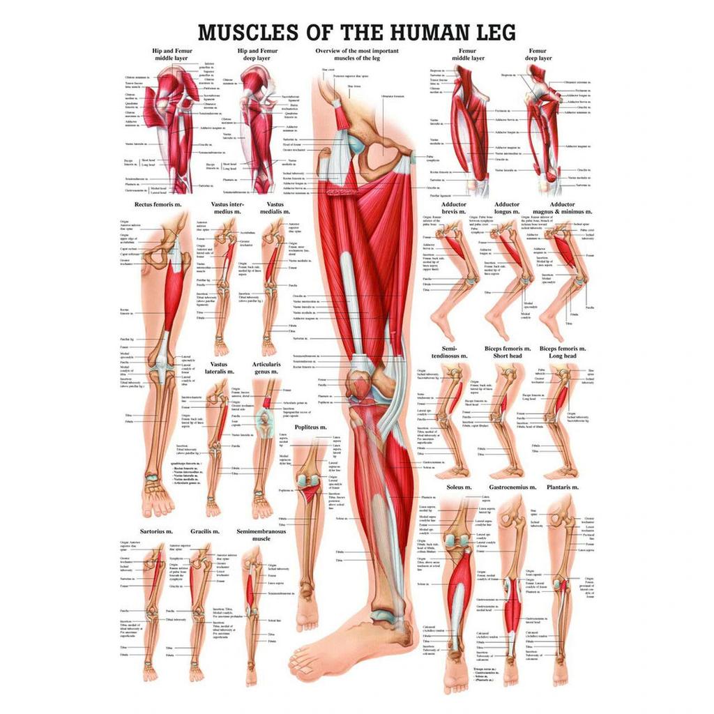 Muskuļi, kas nodrošina kājas kustības: Iegurņa joslas muskuļi Augšstilba muskuļi Apakšstilba muskuļi Pēdas