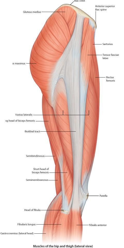 Iegurņa joslas muskuļi: Lielais