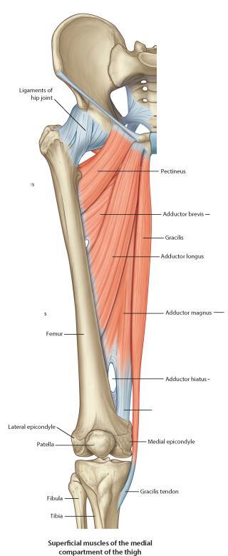 Muskuļi, kas nodrošina kājas kustības